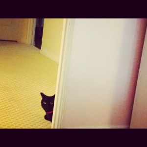 The original black swan: BOO