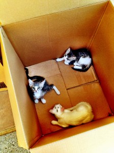 How could I say no? I didn't, but Carms did. Heartless.