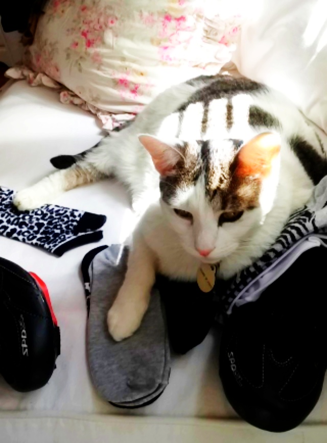 Socks sitting on socks. Ironic?