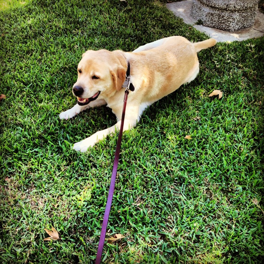 He looks happy, I was not. I waited for 15 minutes on the flaming hot sidewalk for the dog to move. It was not until some homeless chic hippy man walked by that Bailey began to bark and eventually move.